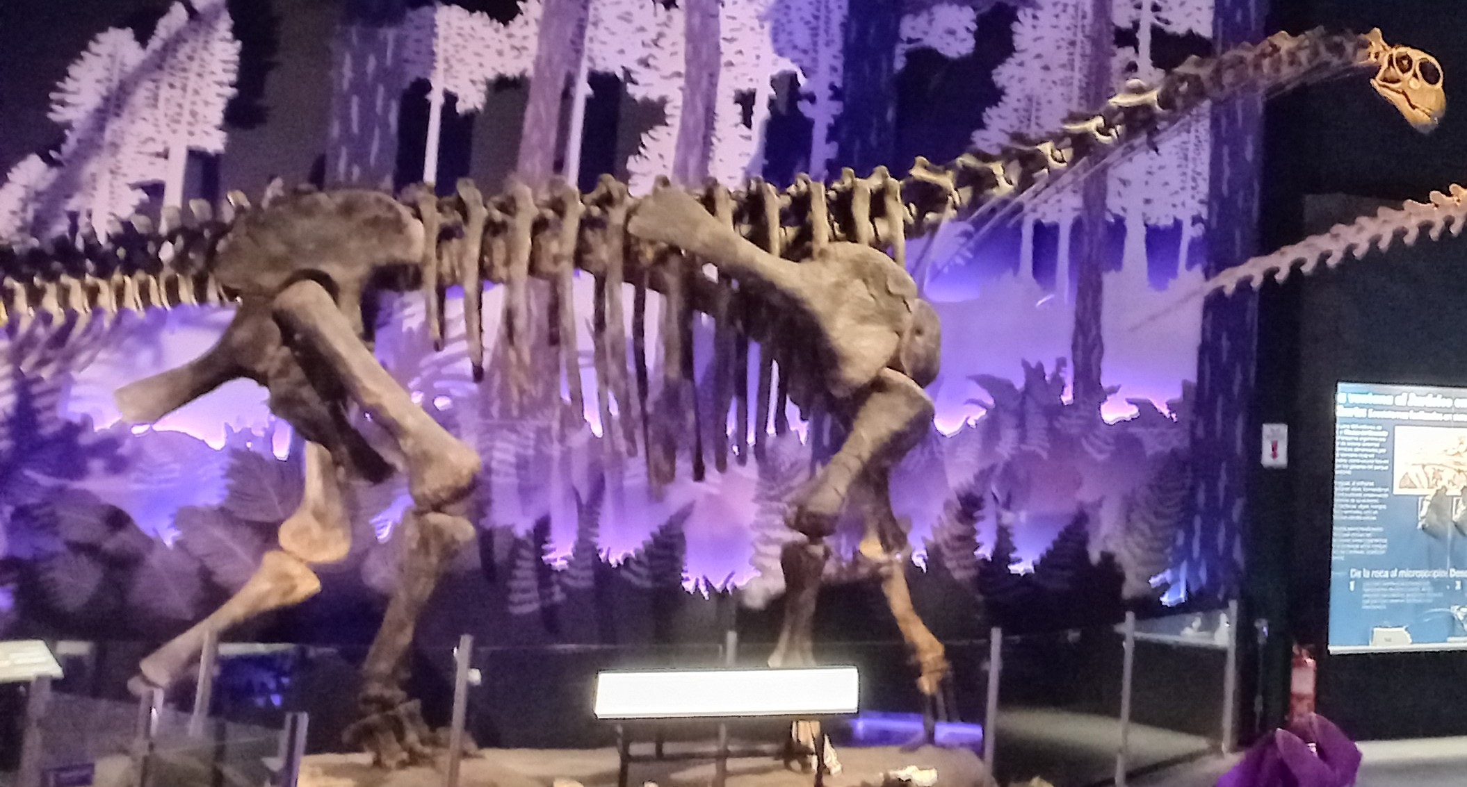 Esqueleto de Tehuelchesaurus exhibido en el Museo Paleontológico Egidio Feruglio de Trelew